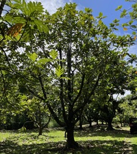 Artocarpus altilis x mariannensis 'Mei chocho'