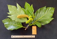 Artocarpus altilis x mariannensis 'Mei chocho'