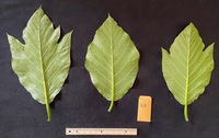 Artocarpus altilis x mariannensis 'Mei chocho'