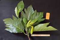 Artocarpus altilis x mariannensis 'Mei chocho'