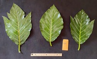Artocarpus altilis x mariannensis 'Mei chocho'