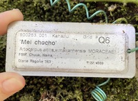 Artocarpus altilis x mariannensis 'Mei chocho'