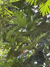 Artocarpus altilis x mariannensis 'Nahnmwal'