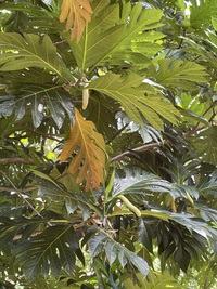 Artocarpus altilis x mariannensis 'Nahnmwal'
