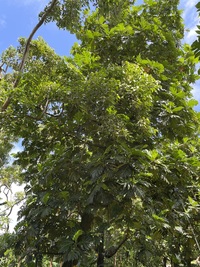 Artocarpus altilis x mariannensis 'Nahnmwal'