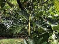 Artocarpus altilis 'Puou'