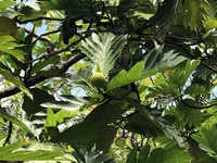 Artocarpus altilis 'Puou'