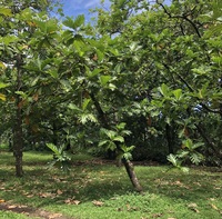 Artocarpus altilis 'Puou'