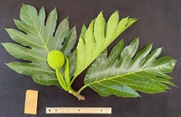 Artocarpus altilis 'Puou'