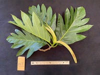 Artocarpus altilis 'Puou'