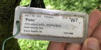Artocarpus altilis 'Puou'