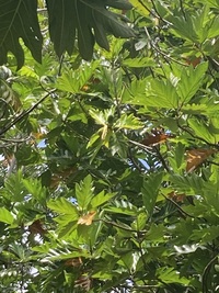 Artocarpus altilis x mariannensis 'Ulu afa'