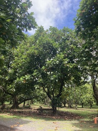 Artocarpus altilis x mariannensis 'Ulu afa'