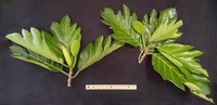 Artocarpus altilis x mariannensis 'Ulu afa'