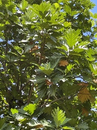Artocarpus altilis x mariannensis 'Ulu Elise'