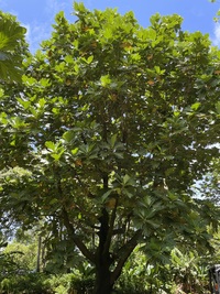 Artocarpus altilis x mariannensis 'Ulu Elise'