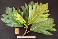 Artocarpus altilis x mariannensis 'Ulu Elise'