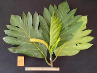 Artocarpus altilis x mariannensis 'Ulu Elise'