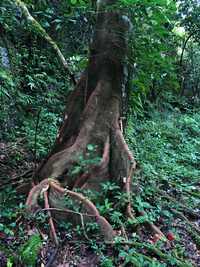 Artocarpus mariannensis