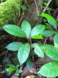Artocarpus mariannensis