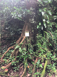 Artocarpus mariannensis