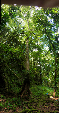 Artocarpus mariannensis