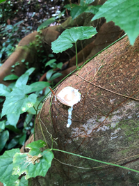 Artocarpus mariannensis