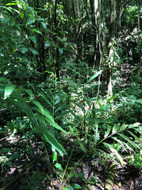 Alpinia pubiflora