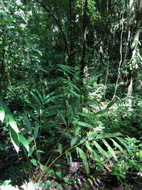 Alpinia pubiflora