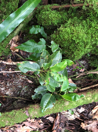 Ficus microcarpa