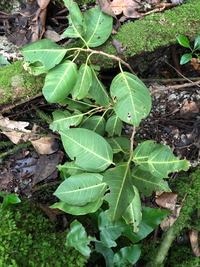 Ficus microcarpa