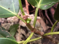 Ficus microcarpa