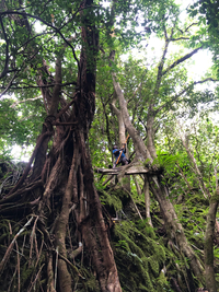 Ficus microcarpa
