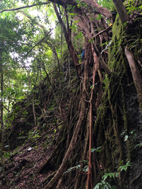 Ficus microcarpa