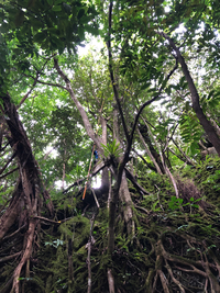 Ficus microcarpa