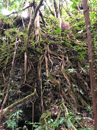Ficus microcarpa