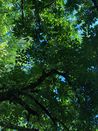 Ficus microcarpa