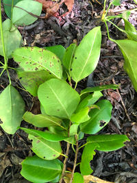 Ficus microcarpa