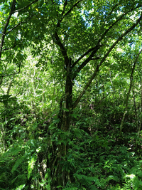 Ficus microcarpa