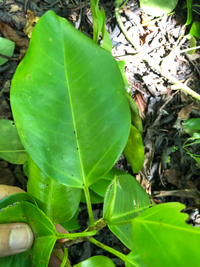 Ficus microcarpa