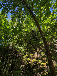 Ficus microcarpa