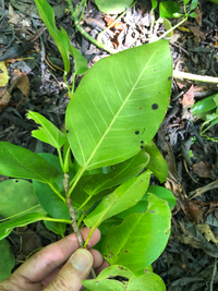 Ficus microcarpa