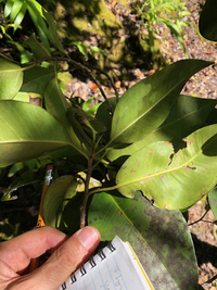 Ficus microcarpa
