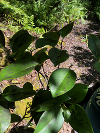 Ficus microcarpa