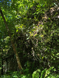 Ficus microcarpa
