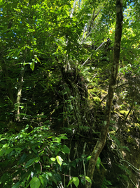 Ficus microcarpa