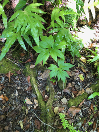 Tacca leontopetaloides
