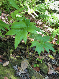 Tacca leontopetaloides