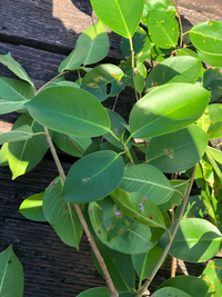 Ficus microcarpa