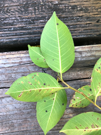 Ficus microcarpa